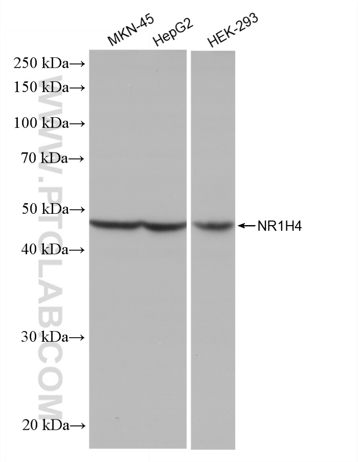 WB analysis using 81820-2-RR