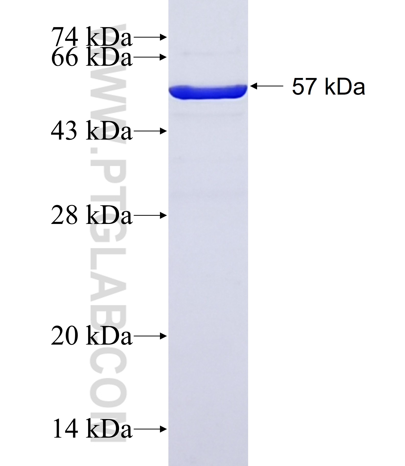 NR1H4 fusion protein Ag35390 SDS-PAGE NR1H4 fusion protein Ag35390 SDS-PAGE