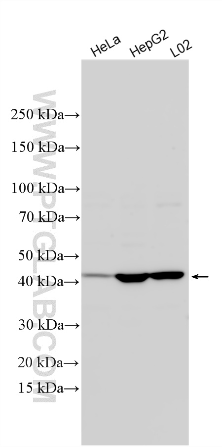 Various lysates were subjected to SDS PAGE followed by western blot with 21042-1-AP (CAR/NR1I3 antibody) at dilution of 1:1000 incubated at room temperature for 1.5 hours. WB analysis using 21042-1-AP