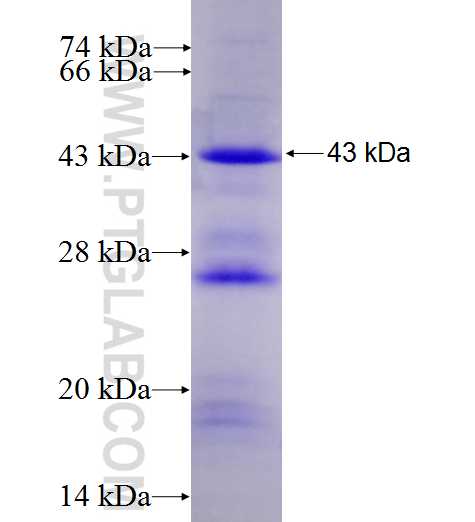 NR2C1 fusion protein Ag5327 SDS-PAGE NR2C1 fusion protein Ag5327 SDS-PAGE