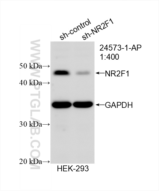 WB analysis of HEK-293 using 24573-1-AP