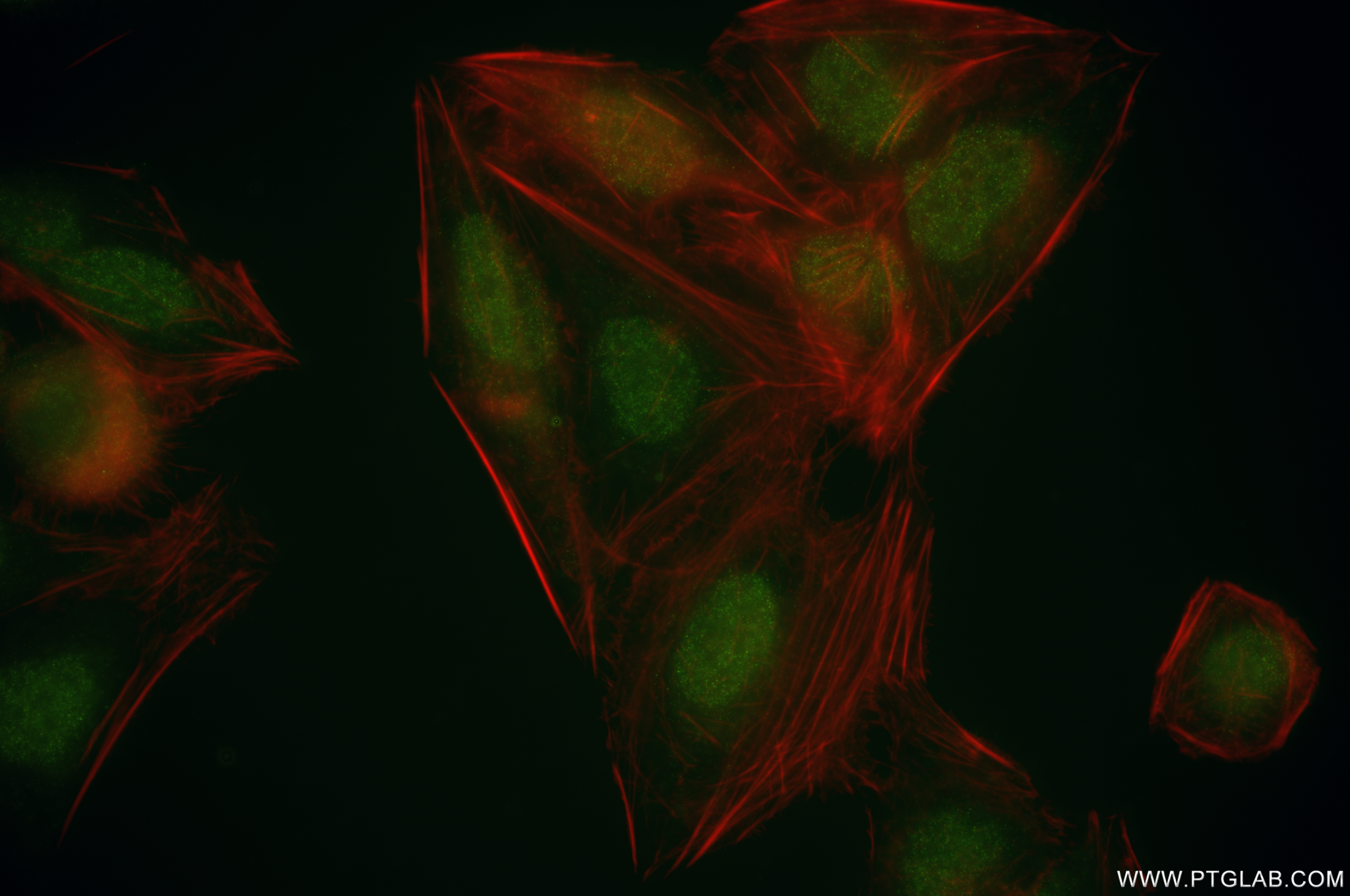 IF Staining of U2OS using 86371-1-RR