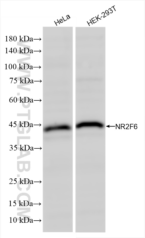 WB analysis using 86371-1-RR