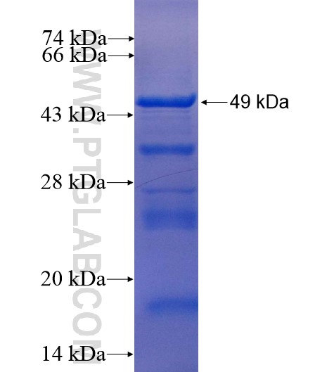 NR2F6 fusion protein Ag7617 SDS-PAGE NR2F6 fusion protein Ag7617 SDS-PAGE