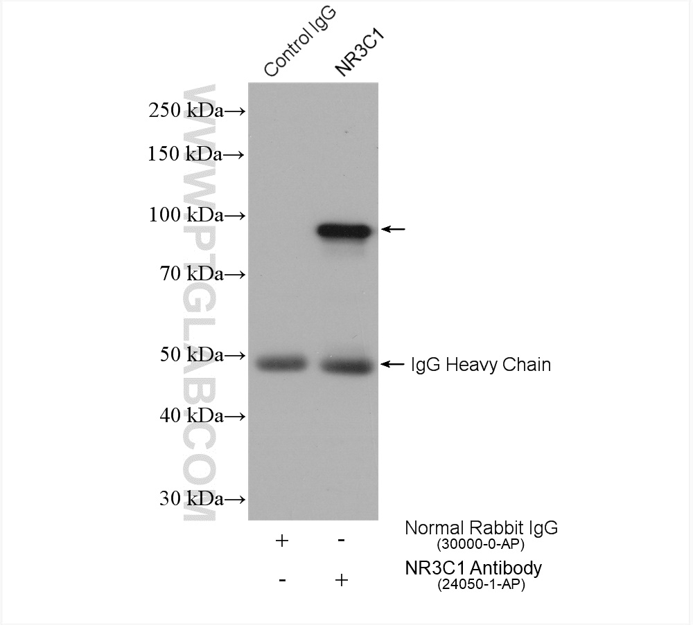 IP experiment of HepG2 using 24050-1-AP