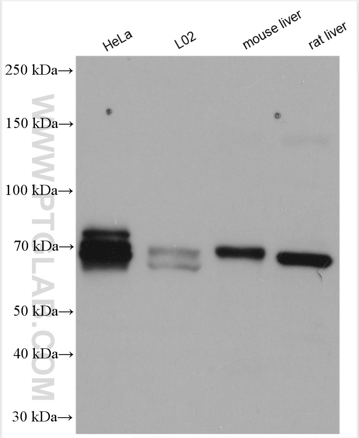 WB analysis using 12235-1-AP