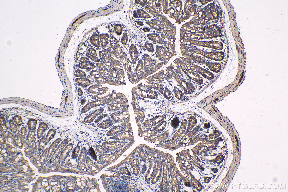 IHC staining of mouse colon using 25851-1-AP