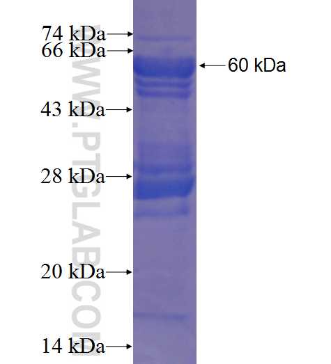 NR4A1 fusion protein Ag23088 SDS-PAGE