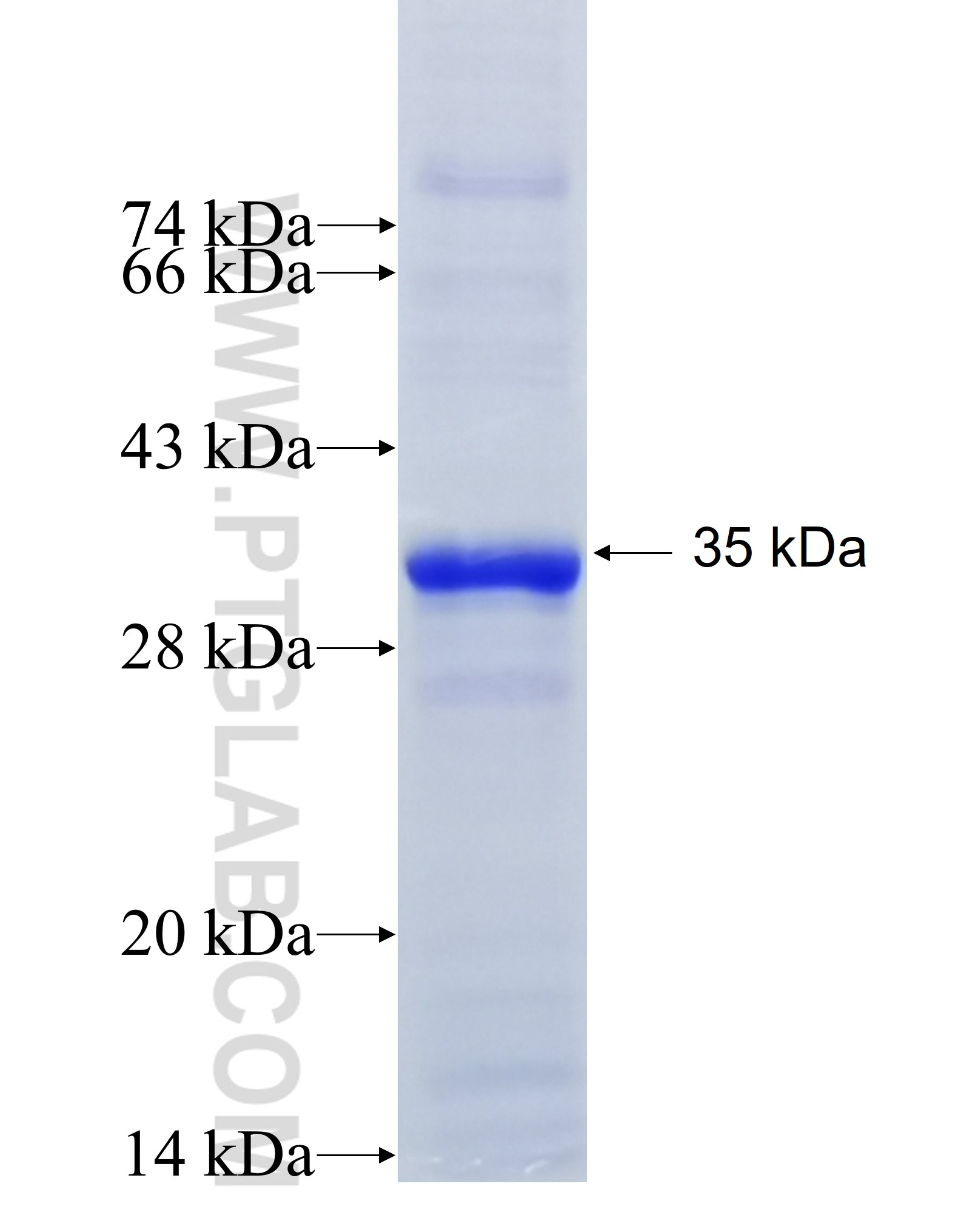 NR4A1 fusion protein Ag29513 SDS-PAGE