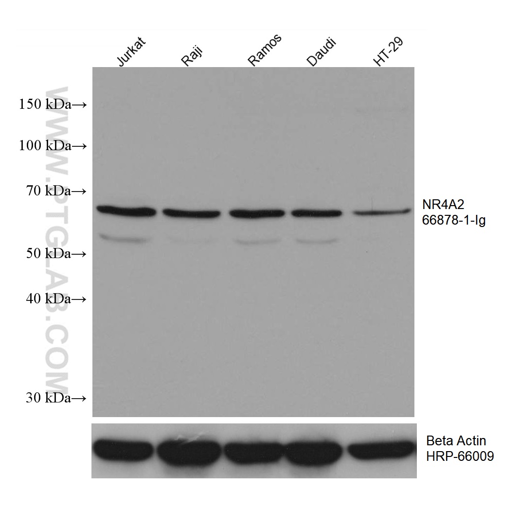 WB analysis using 66878-1-Ig