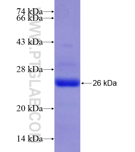 NR4A3 fusion protein Ag28956 SDS-PAGE