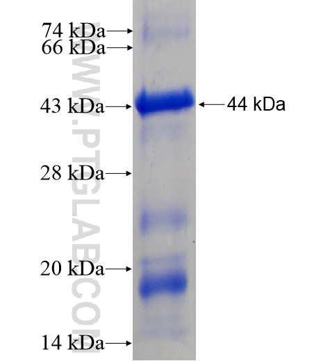 NR5A1 fusion protein Ag13252 SDS-PAGE