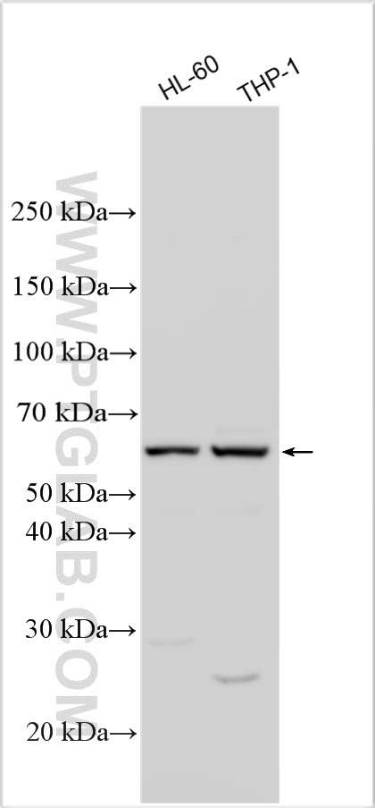 WB analysis using 32308-1-AP