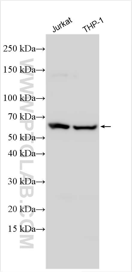 WB analysis using 32308-1-AP