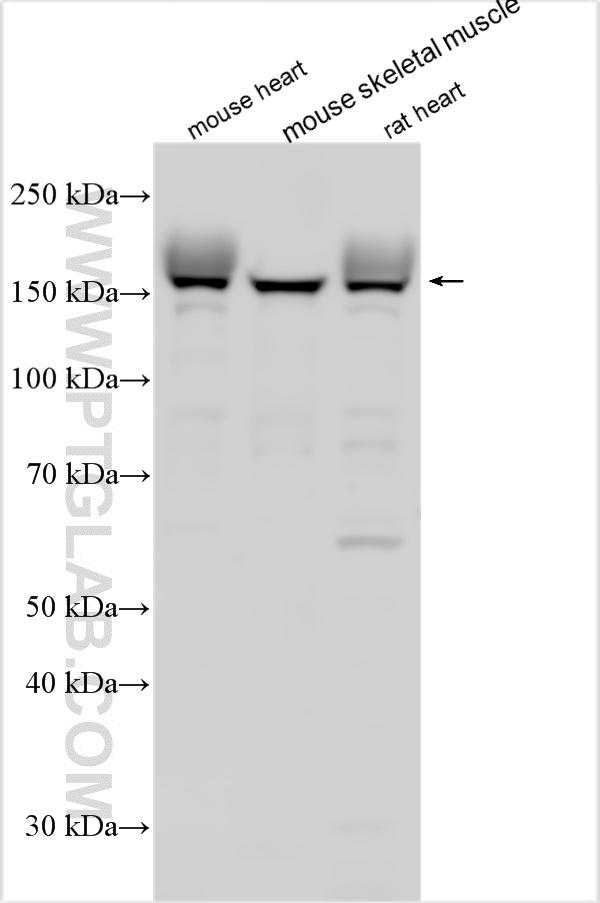 WB analysis using 25977-1-AP