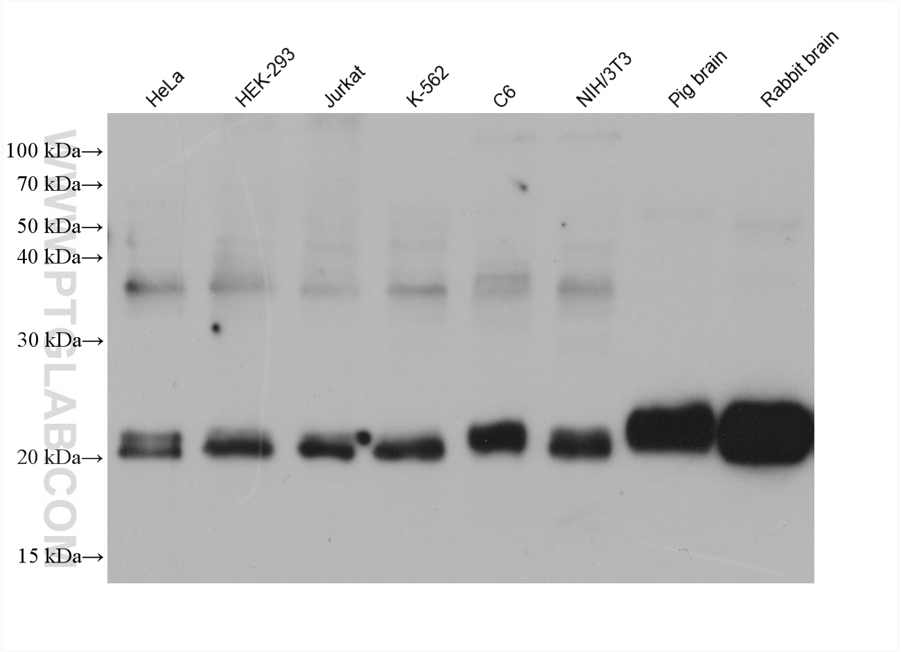WB analysis using 60934-3-Ig (same clone as 60934-3-PBS)