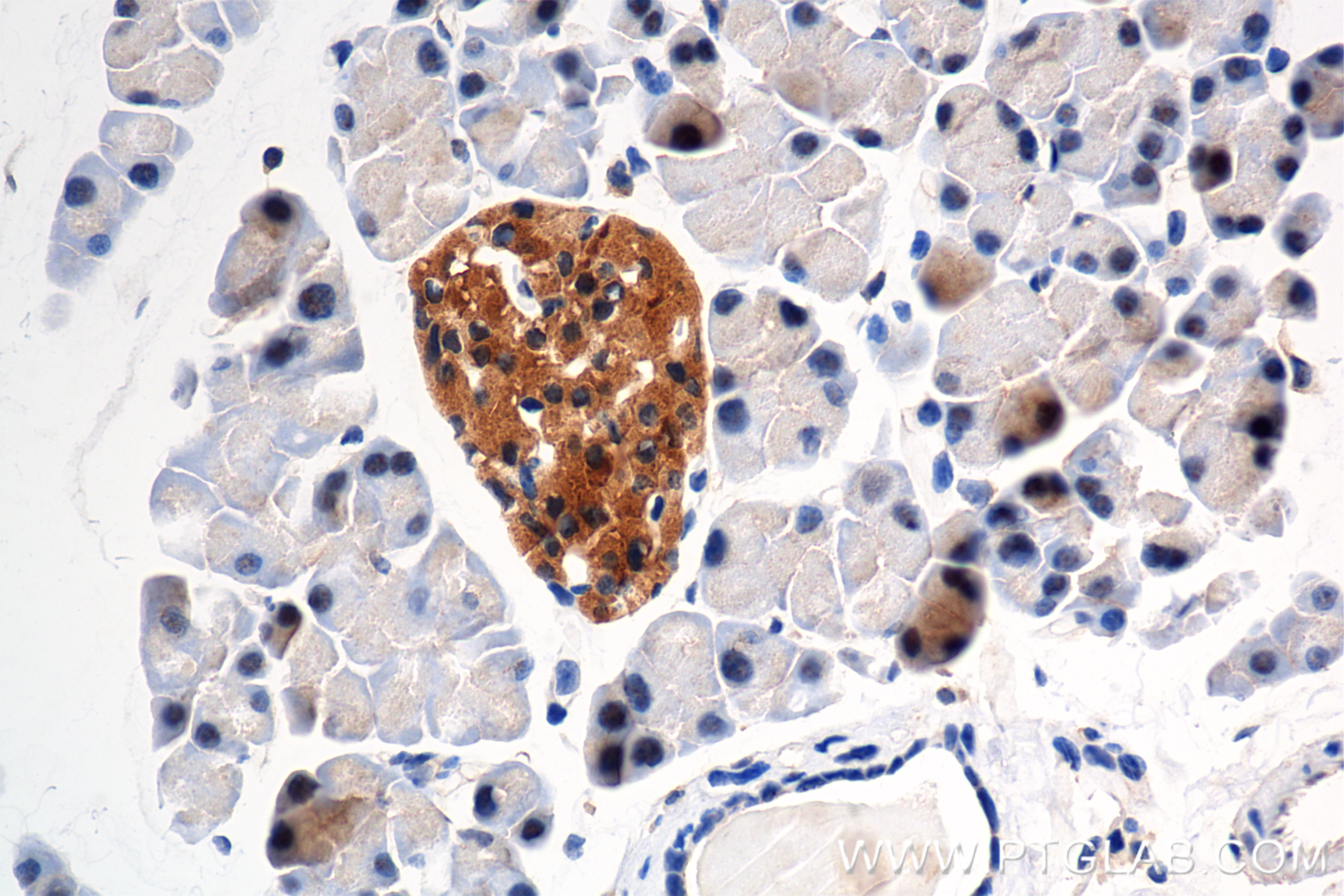 IHC staining of mouse pancreas using 83815-2-RR