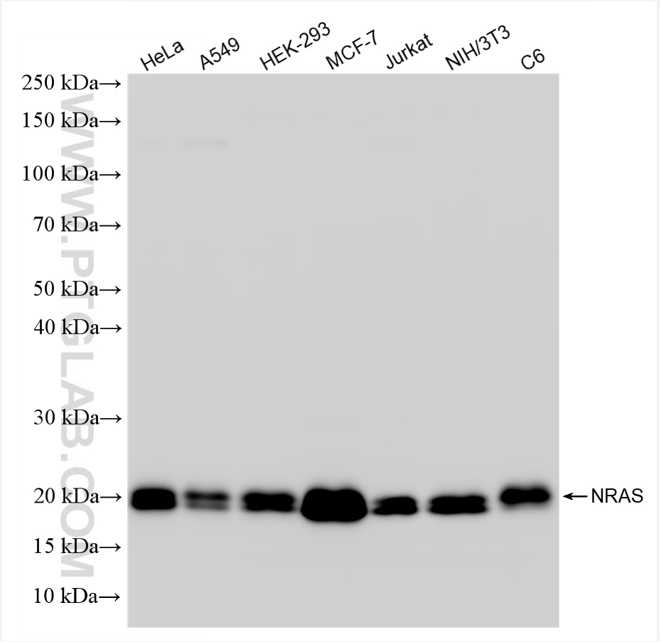 WB analysis using 83815-2-RR