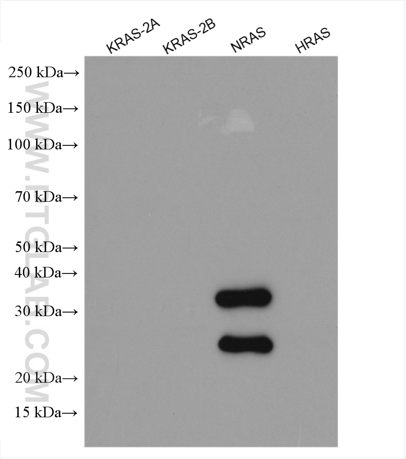 WB analysis using 18296-1-AP