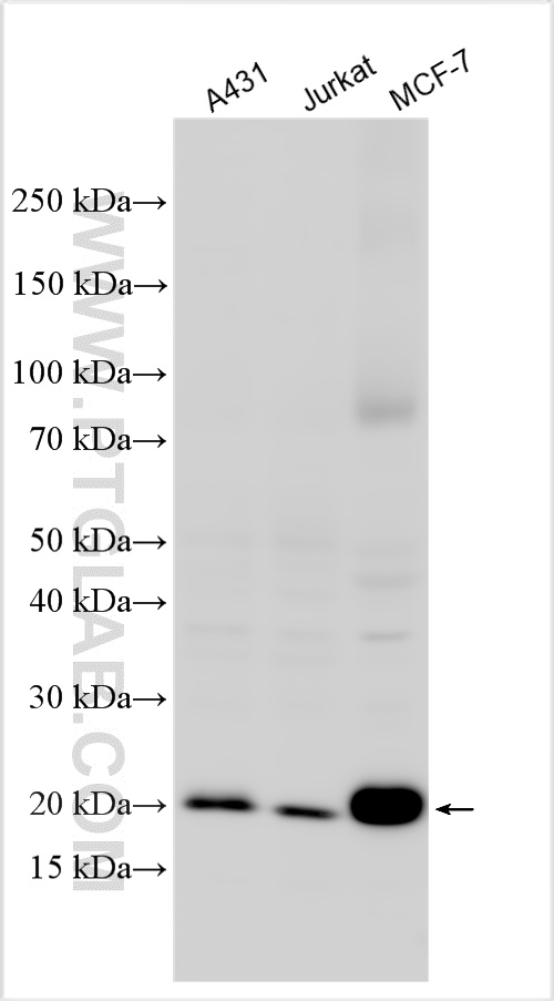 WB analysis using 18296-1-AP