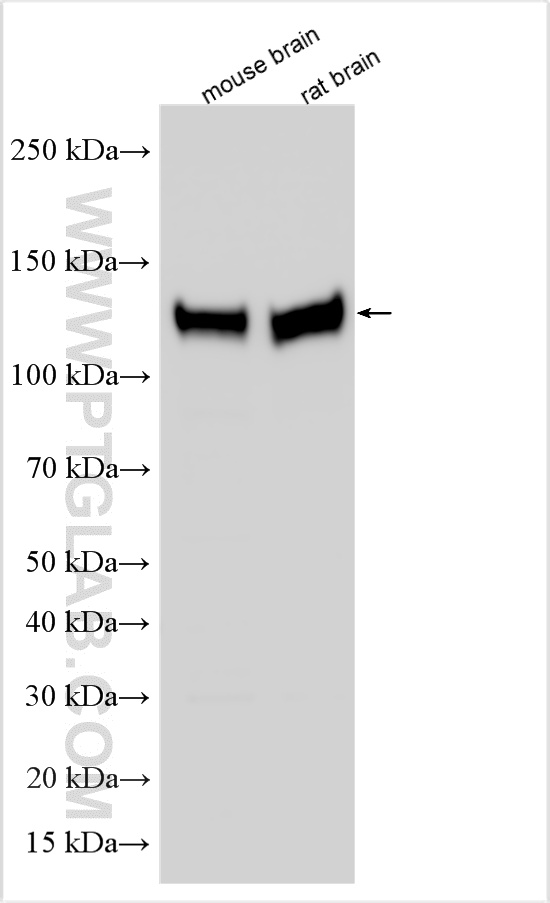 WB analysis using 21608-1-AP