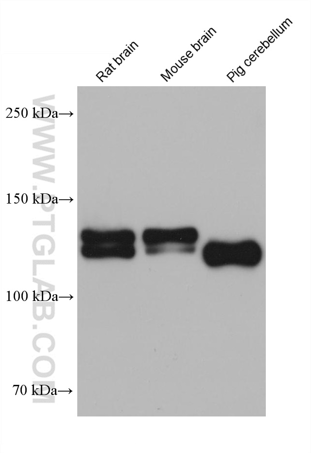 WB analysis using 68291-1-Ig