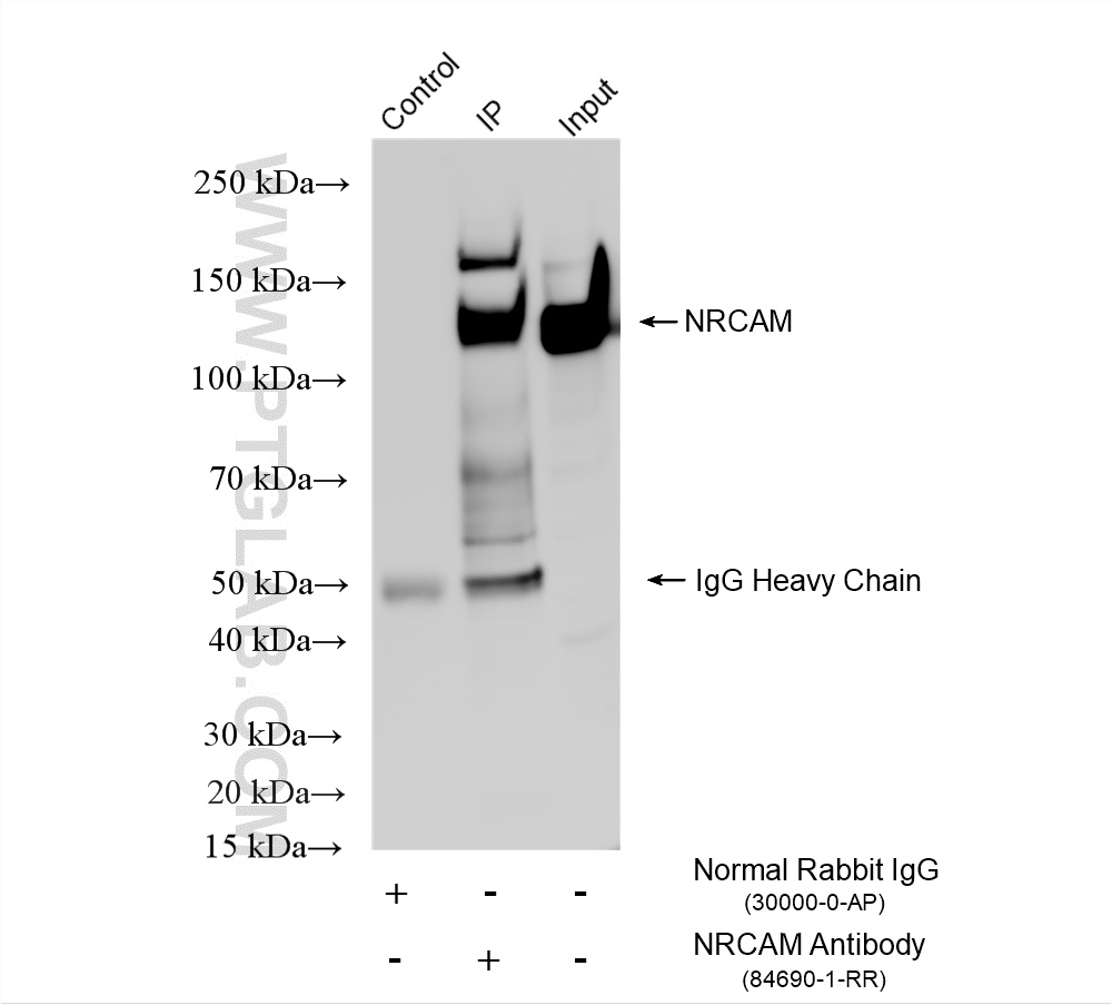 IP experiment of rat brain using 84690-1-RR
