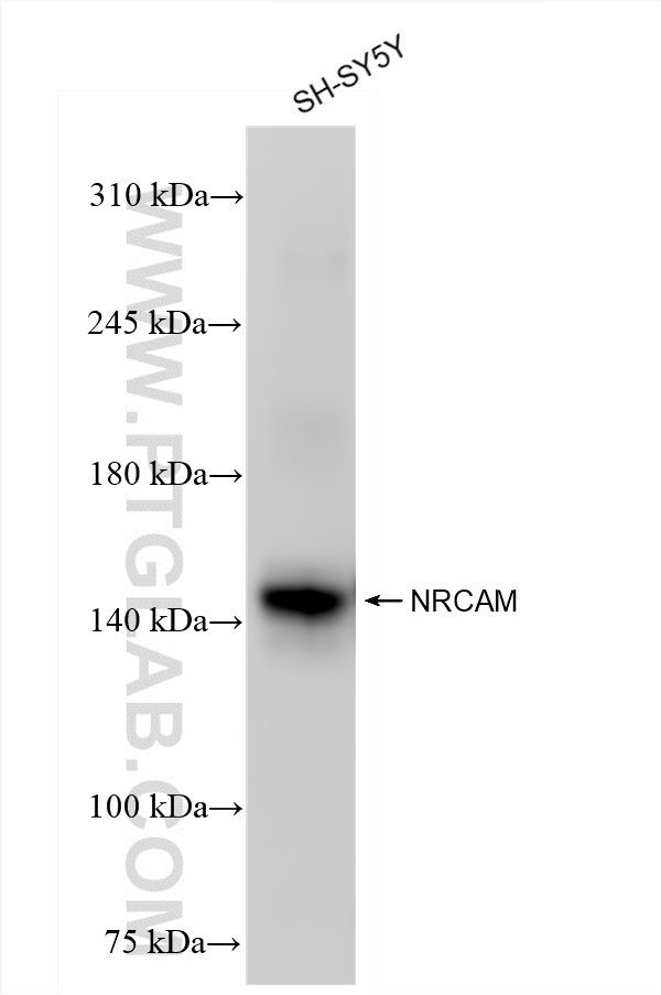 WB analysis of SH-SY5Y using 84690-1-RR