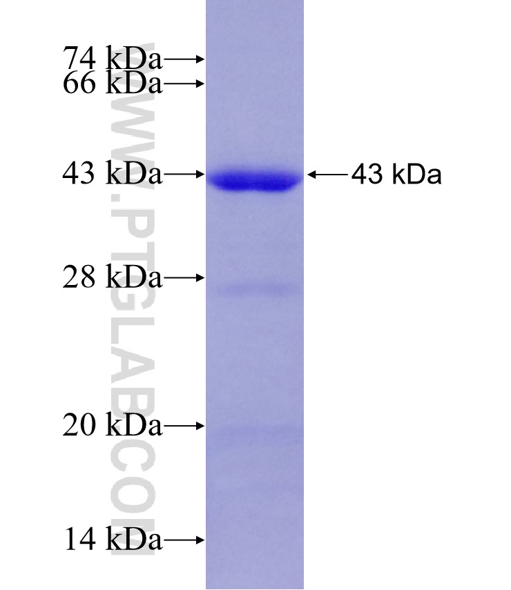 NRF1 fusion protein Ag28149 SDS-PAGE