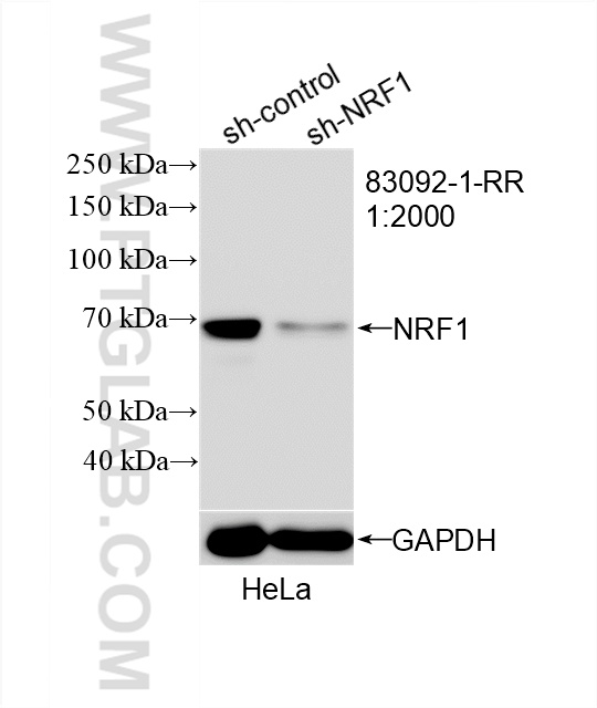 WB analysis of HeLa using 83092-1-RR