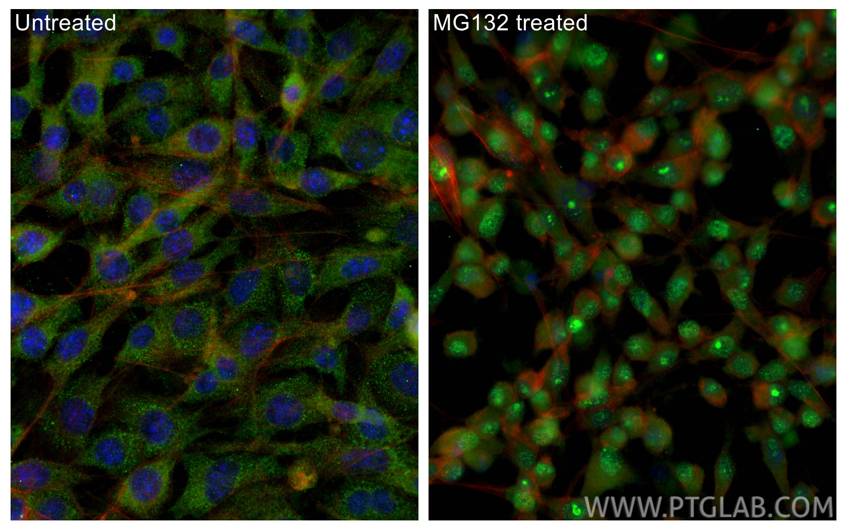 IF Staining of NIH/3T3 using 66504-1-Ig IF Staining of NIH/3T3 using 66504-1-Ig