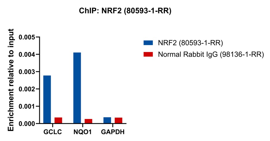 ChIP experiment of HeLa using 80593-1-RR