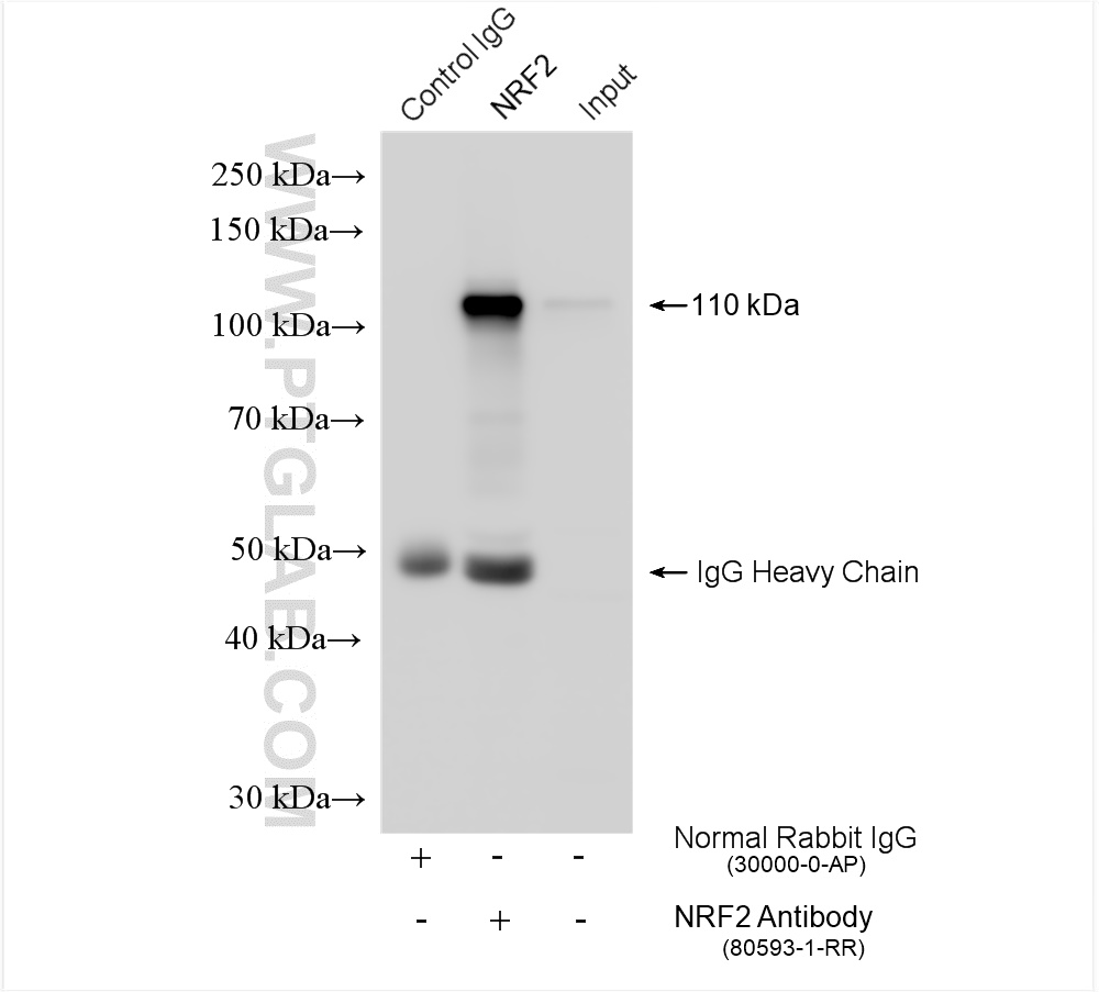 IP experiment of HeLa using 80593-1-RR