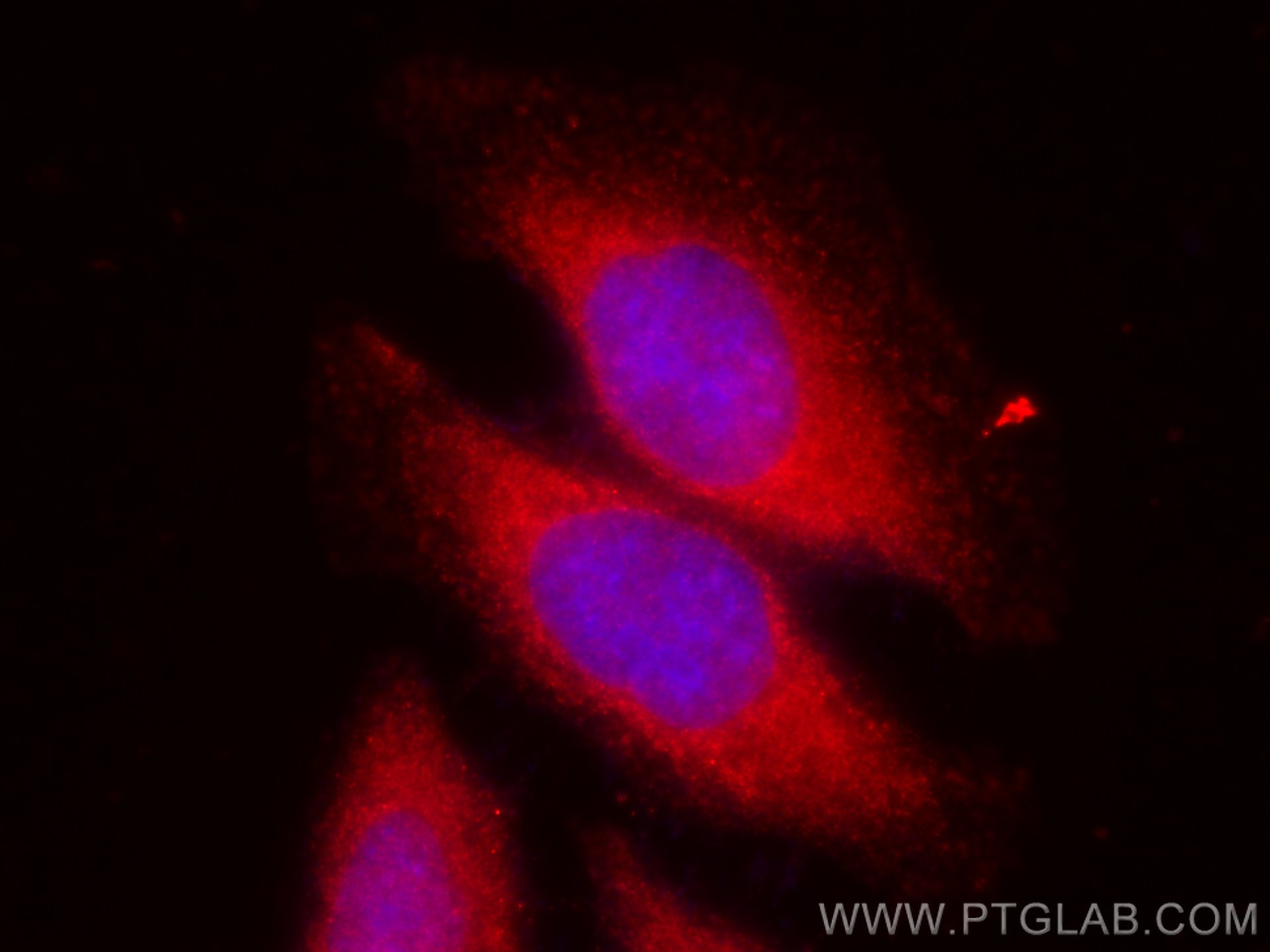 IF Staining of HepG2 using CL594-16396