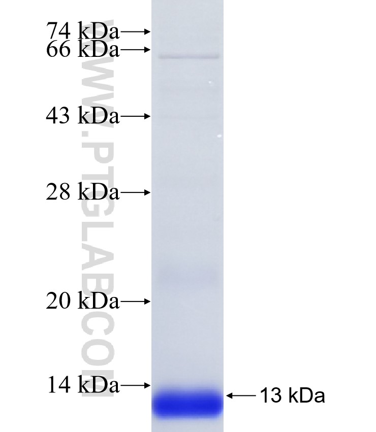 NRG1 fusion protein Ag35128 SDS-PAGE