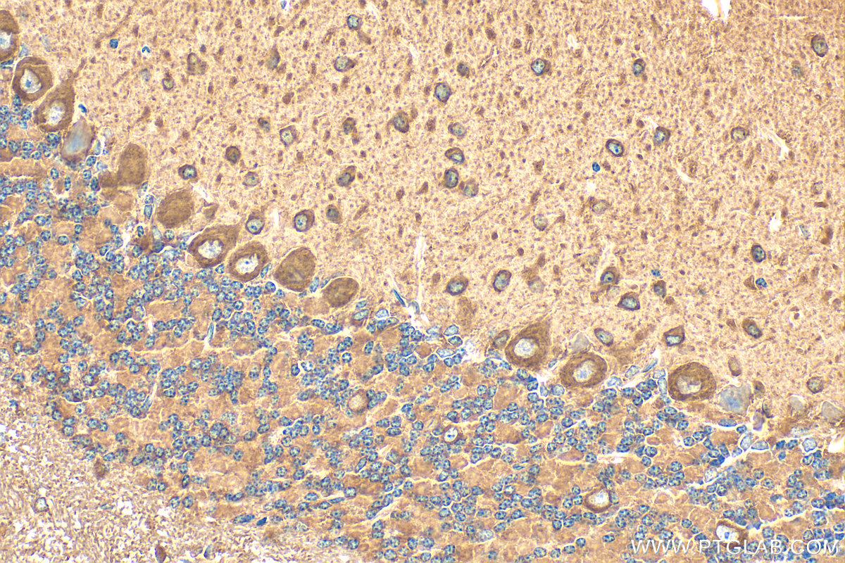 IHC staining of mouse cerebellum using 31043-1-AP
