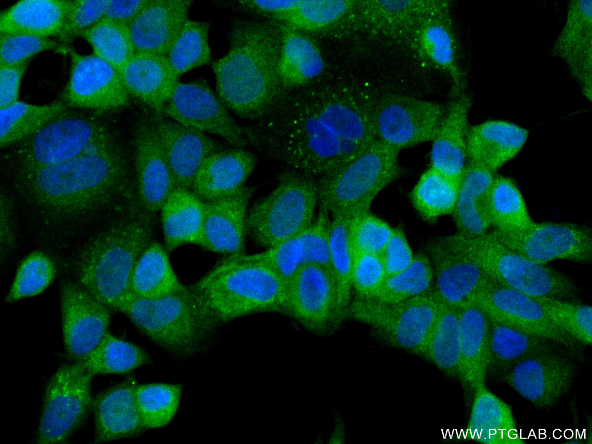 IF Staining of MCF-7 using 83251-2-RR