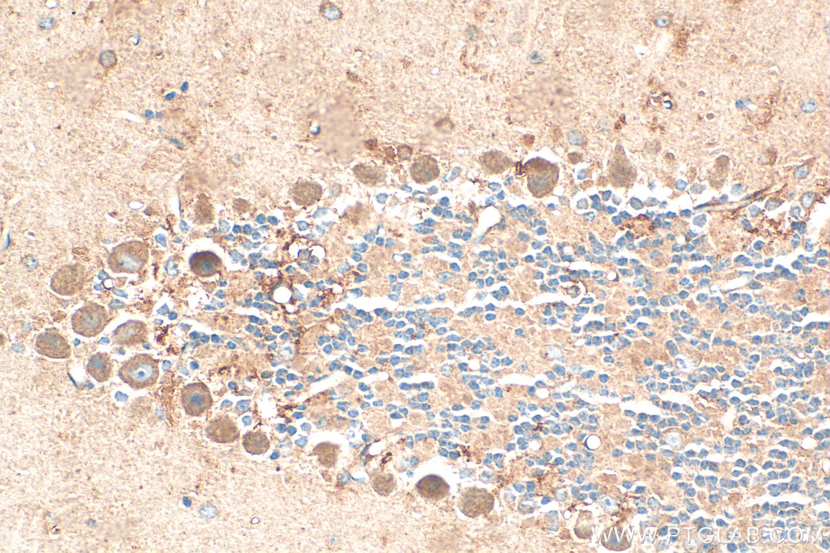 IHC staining of mouse cerebellum using 31147-1-AP