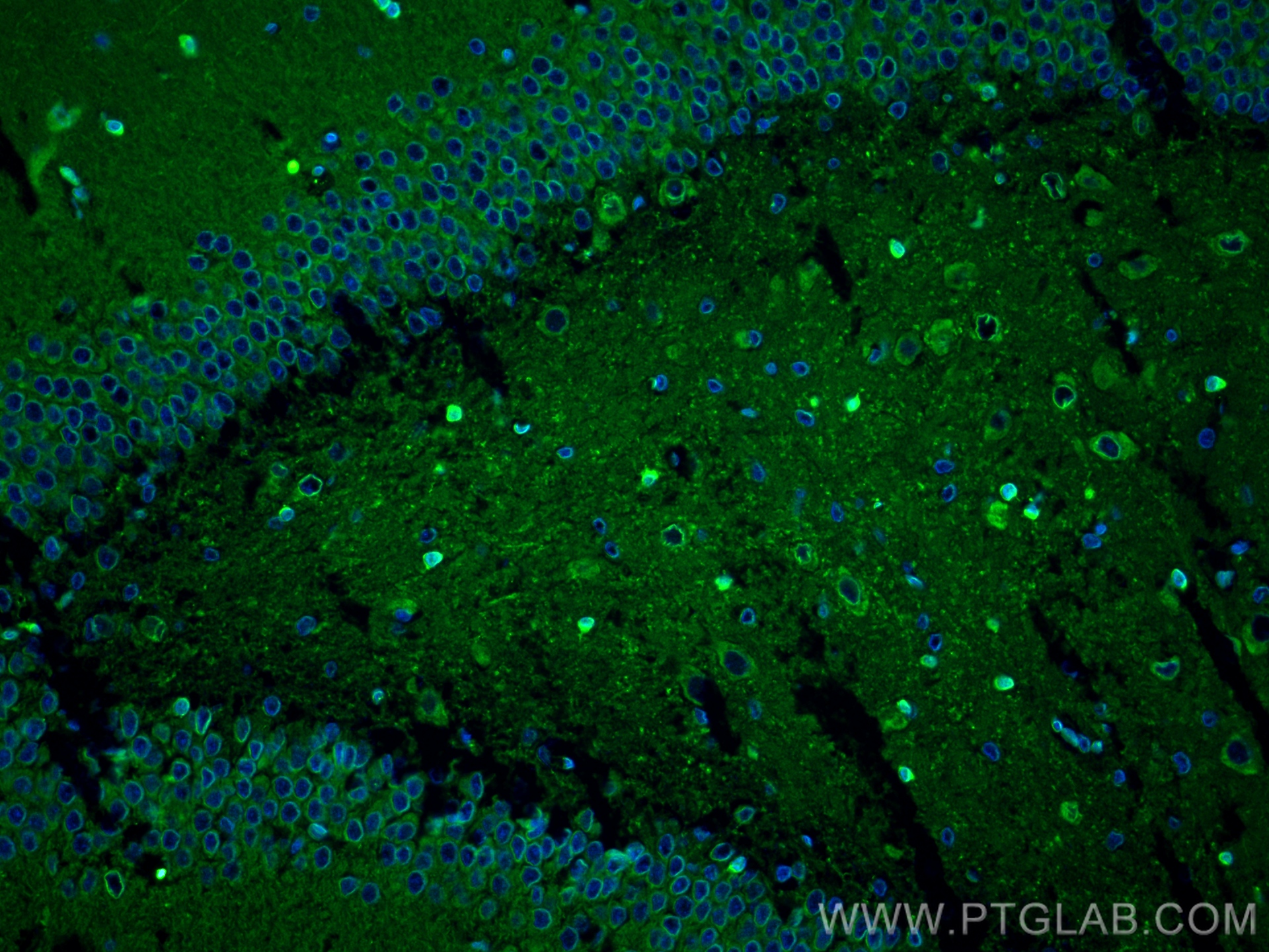 IF Staining of rat brain using 83323-6-RR (same clone as 83323-6-PBS)