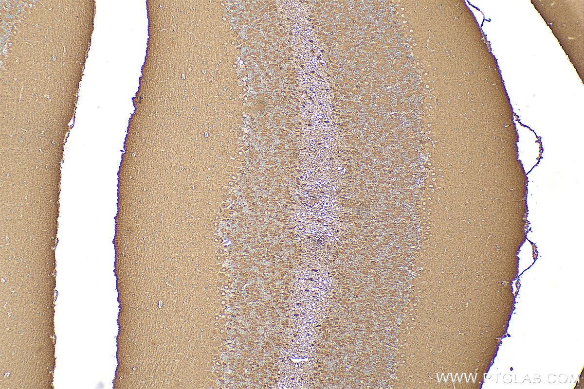 IHC staining of mouse cerebellum using 83323-6-RR (same clone as 83323-6-PBS)