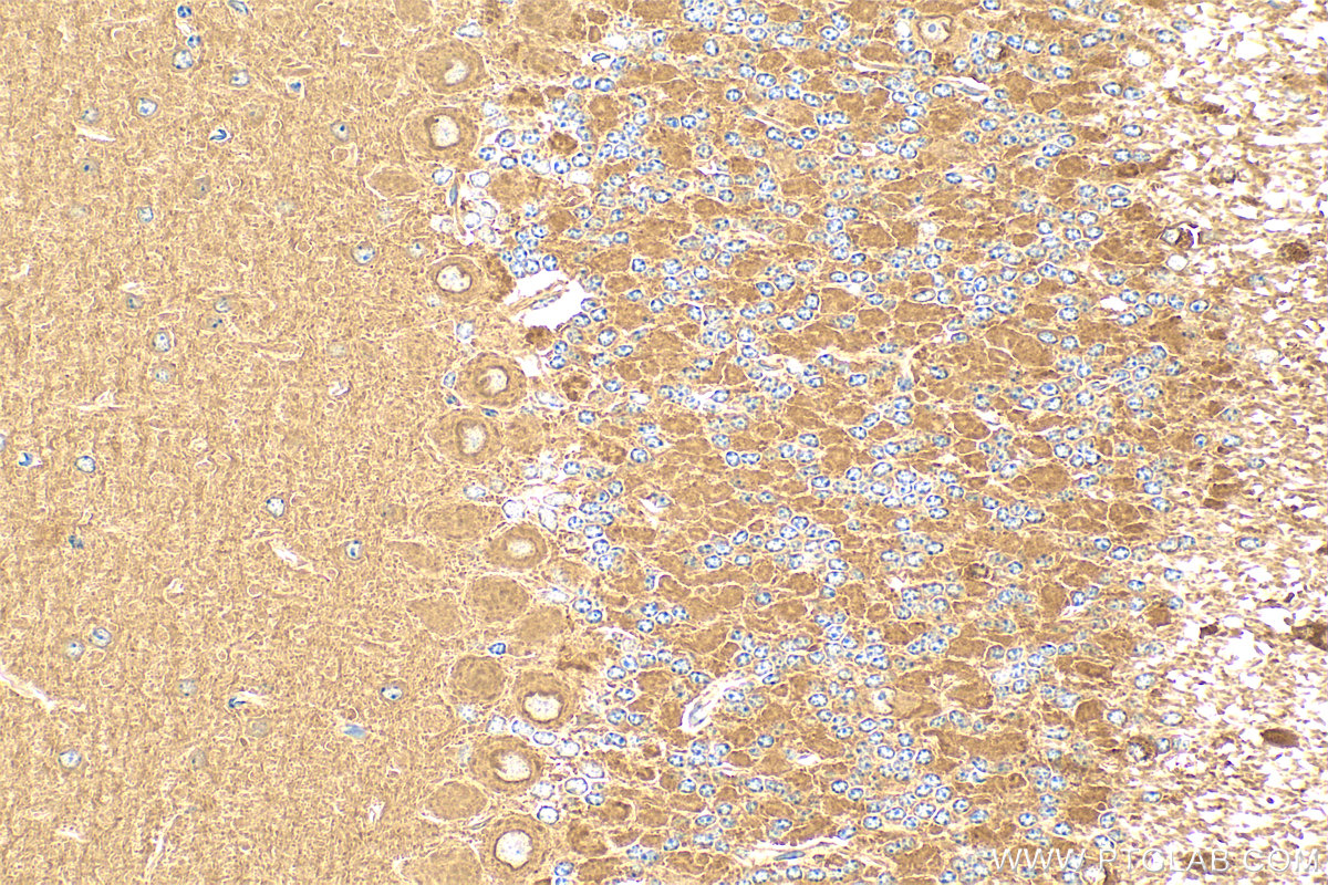 IHC staining of mouse cerebellum using 83323-6-RR (same clone as 83323-6-PBS)