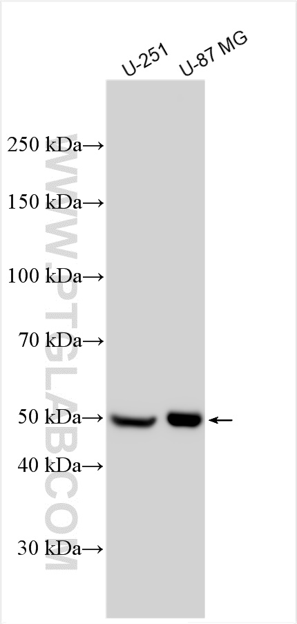 WB analysis using 20690-1-AP