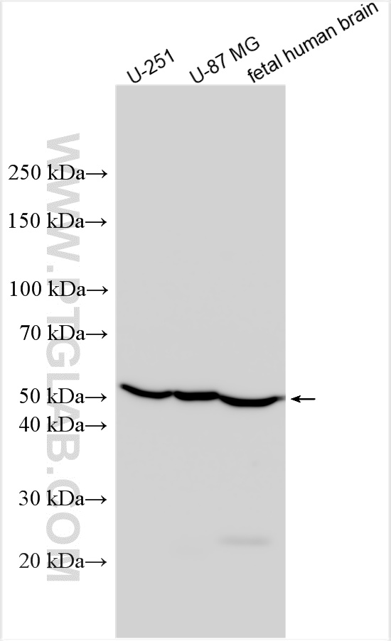 WB analysis using 20690-1-AP
