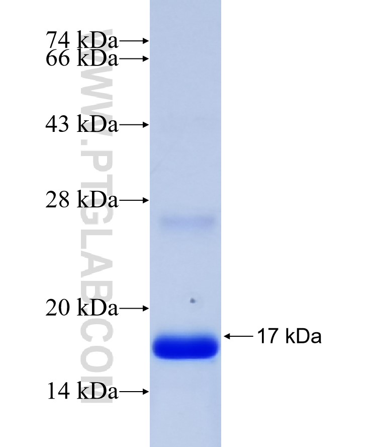 NRGN fusion protein Ag23330 SDS-PAGE