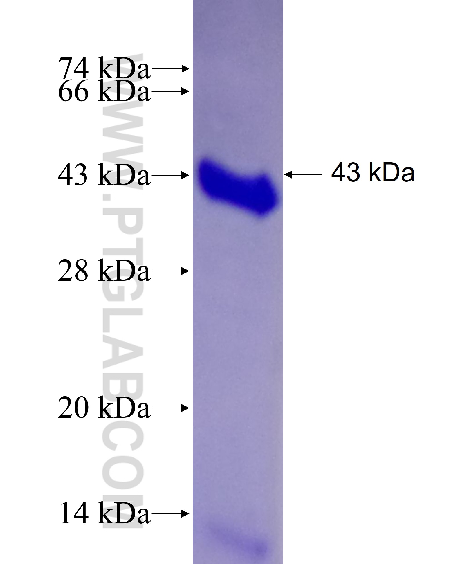 NRIP1 fusion protein Ag26614 SDS-PAGE NRIP1 fusion protein Ag26614 SDS-PAGE