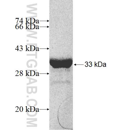 NRIP3 fusion protein Ag8168 SDS-PAGE