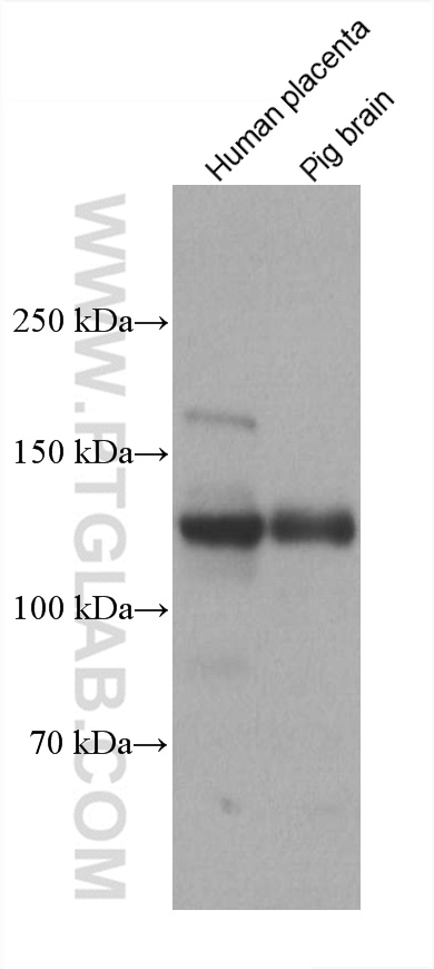 WB analysis using 60067-1-Ig