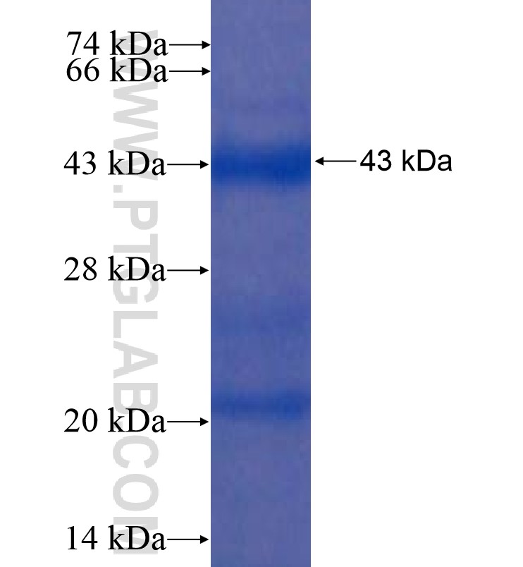 NRP1 fusion protein Ag16670 SDS-PAGE
