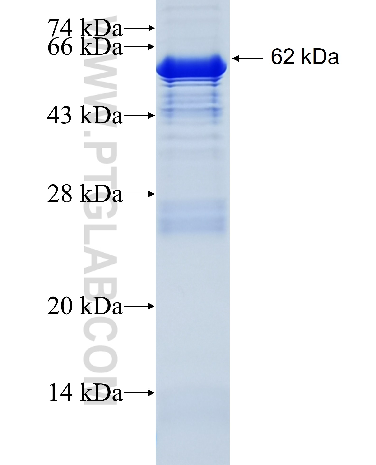 NRP2 fusion protein Ag25622 SDS-PAGE