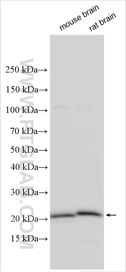 WB analysis using 28091-1-AP
